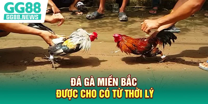 Đá gà miền Bắc được cho có từ thời Lý
