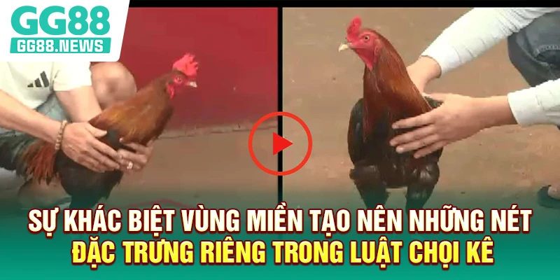 Sự khác biệt vùng miền tạo nên những nét đặc trưng riêng trong luật chọi kê