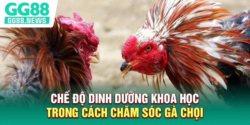 Chế độ dinh dưỡng khoa học trong cách chăm sóc gà chọi