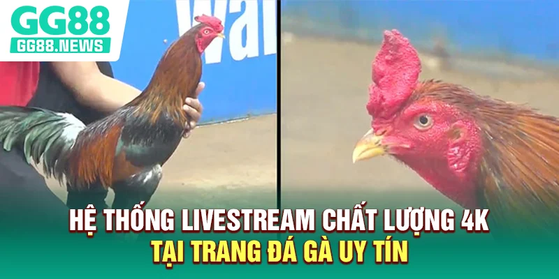 Hệ thống livestream chất lượng 4K tại trang đá gà uy tín